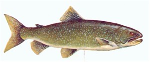 Lac Seul Lake Trout Fishing