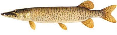 Lac Seul Muskie Fishing